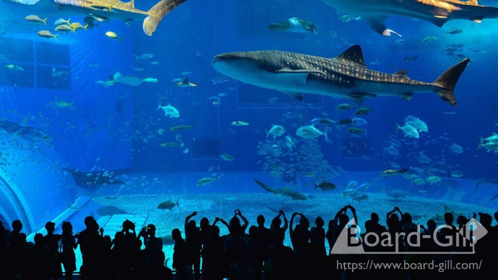 沖縄美ら海水族館の黒潮の海大水槽を泳ぐジンベエザメの写真